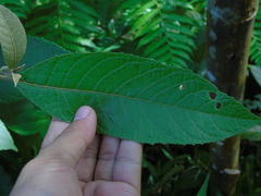 Strobocalyx arborea