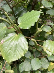 Piper excelsum excelsum