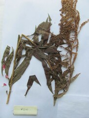 Solidago canadensis hargeri