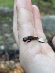 Batrachoseps nigriventris