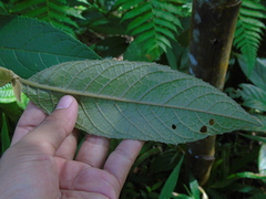 Strobocalyx arborea