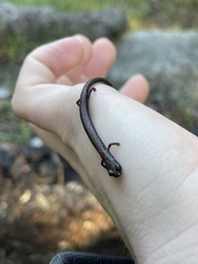 Batrachoseps nigriventris