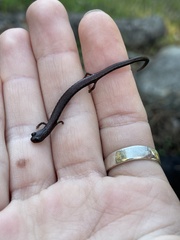 Batrachoseps nigriventris