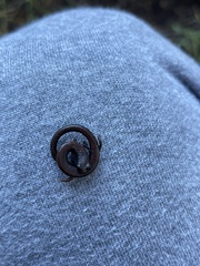 Batrachoseps nigriventris