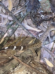 Carphodactylus laevis