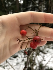 Sorbus aucuparia