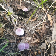 Mycena vinacea