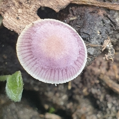 Mycena vinacea