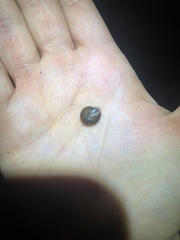 Inflectarius inflectus