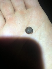 Inflectarius inflectus