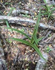 Pterostylis cardiostigma