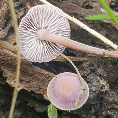 Mycena vinacea