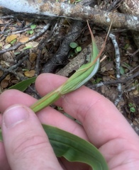 Pterostylis cardiostigma