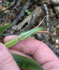 Pterostylis cardiostigma
