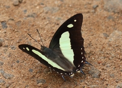 Polyura bharata