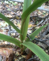Pterostylis cardiostigma