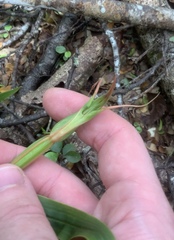 Pterostylis cardiostigma