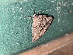 Argyrostrotis flavistriaria