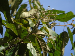 Strobocalyx arborea