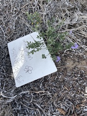Solanum umbelliferum