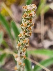 Plantago gaudichaudii