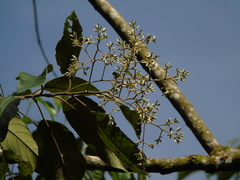 Strobocalyx arborea