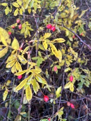 Rosa nutkana