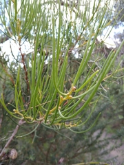 Hakea drupacea