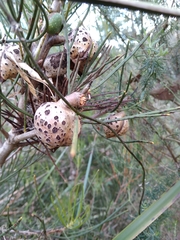 Hakea drupacea