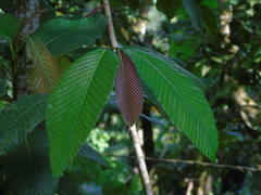Dipterocarpus retusus