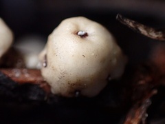 Ceroplastes sinensis