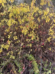 Rosa nutkana