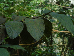 Dipterocarpus retusus