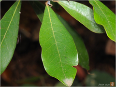 Litsea hypophaea