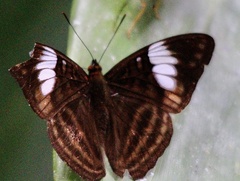 Adelpha ethelda eponina