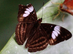 Adelpha ethelda eponina