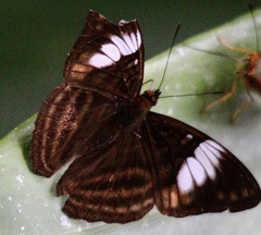 Adelpha ethelda eponina