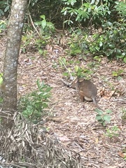 Thylogale stigmatica