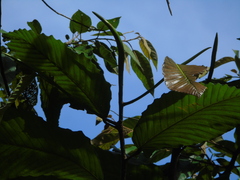 Dipterocarpus retusus