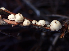 Ceroplastes sinensis
