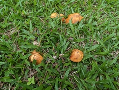 Agrocybe pediades