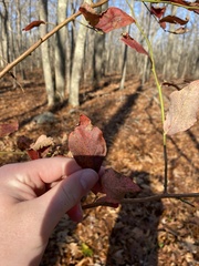 Vaccinium fuscatum