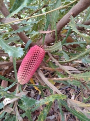 Banksia serrata