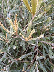 Banksia serrata