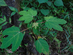 Ficus grossularioides