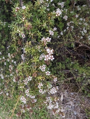Kunzea tenuicaulis