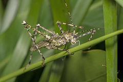Phricta aberrans