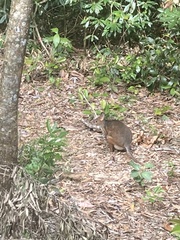 Thylogale stigmatica