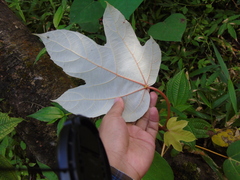 Ficus grossularioides