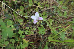 Geranium solanderi
